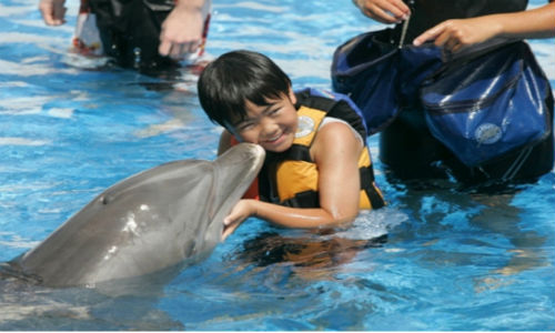 dolphin-encounter-000